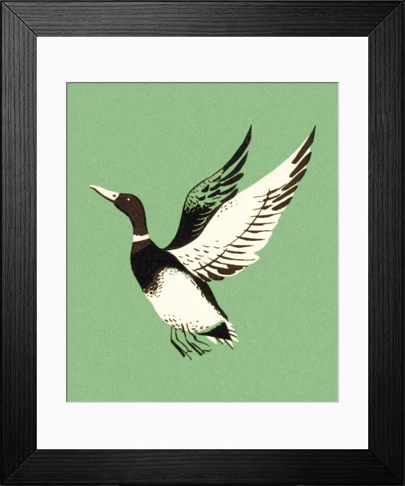 Framed Print : Mallard Duck Flying Framed Print : Mallard Duck Flying