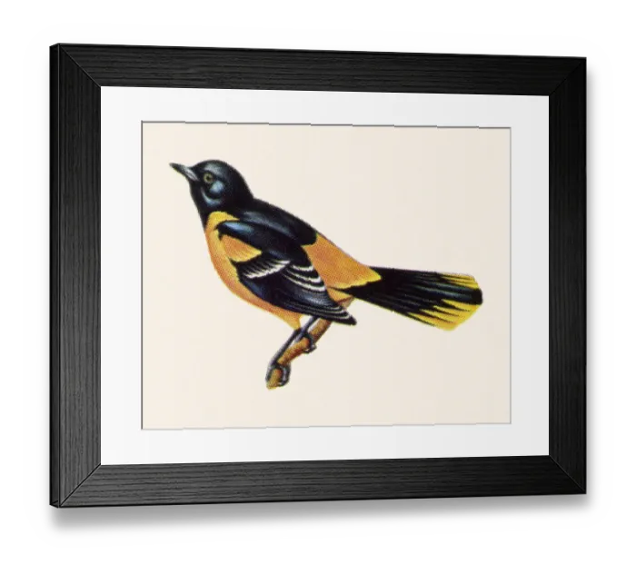 Framed Print : Bird. http: / / csaimages.com / images / istockprofile / csa_vector_dsp.jpg Framed Print : Bird. http: / / csaimages.com / images / istockprofile / csa_vector_dsp.jpg