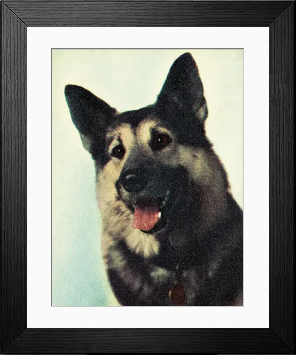 Framed Print : German Shepherd Framed Print : German Shepherd