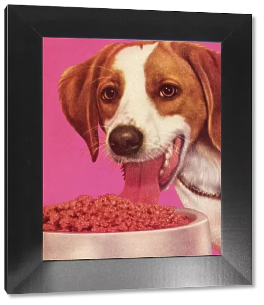 Dog Eating Dog Food