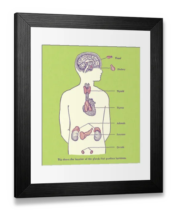 Framed Print : Hormone Producing Glands Framed Print : Hormone Producing Glands