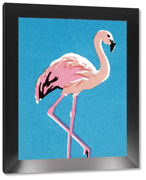Flamingo. http: /  / csaimages.com / images / istockprofile / csa_vector_dsp.jpg