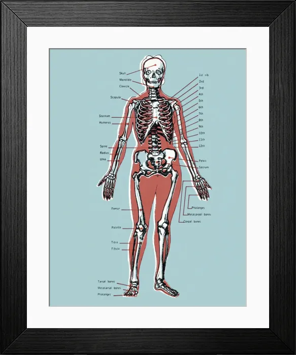 Framed Print : Diagram of a Skeleton Framed Print : Diagram of a Skeleton