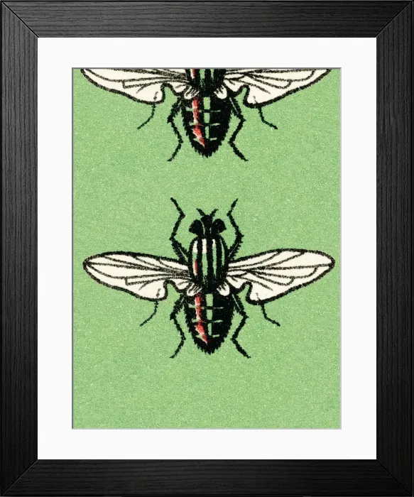 Framed Print : Insects. http: / / csaimages.com / images / istockprofile / csa_vector_dsp.jpg Framed Print : Insects. http: / / csaimages.com / images / istockprofile / csa_vector_dsp.jpg
