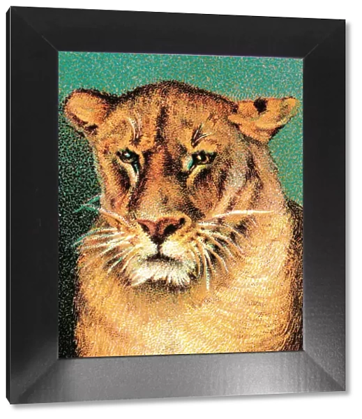 Tiger. http: /  / csaimages.com / images / istockprofile / csa_vector_dsp.jpg
