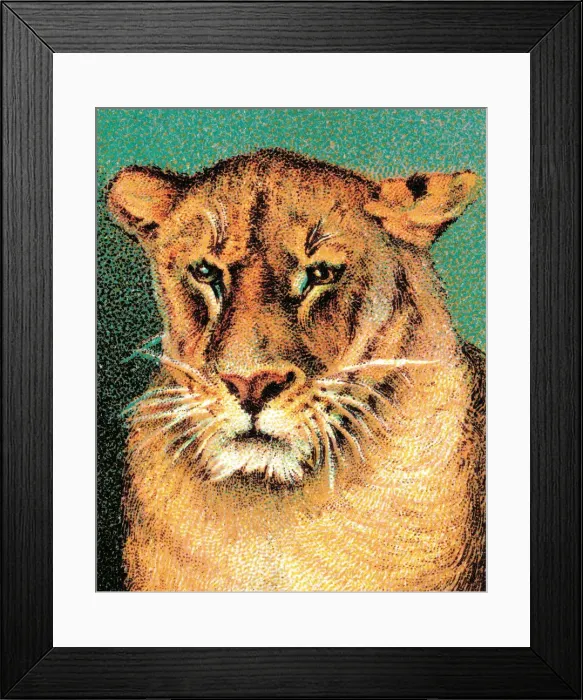 Framed Print : Tiger. http: / / csaimages.com / images / istockprofile / csa_vector_dsp.jpg Framed Print : Tiger. http: / / csaimages.com / images / istockprofile / csa_vector_dsp.jpg