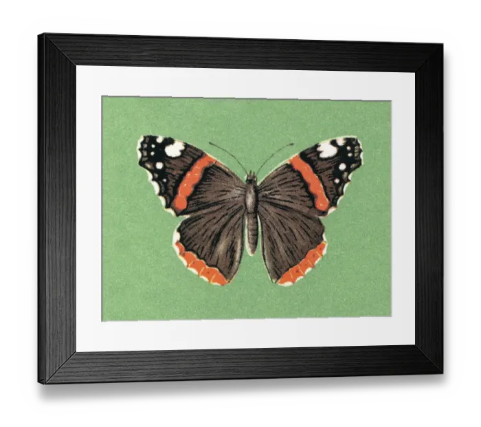 Framed Print : Butterfly. http: / / csaimages.com / images / istockprofile / csa_vector_dsp.jpg Framed Print : Butterfly. http: / / csaimages.com / images / istockprofile / csa_vector_dsp.jpg