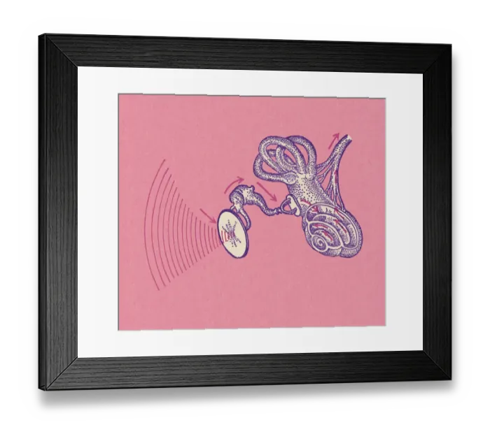 Framed Print : Inner Ear. http: /  / csaimages.com / images / istockprofile / csa_vector_dsp.jpg