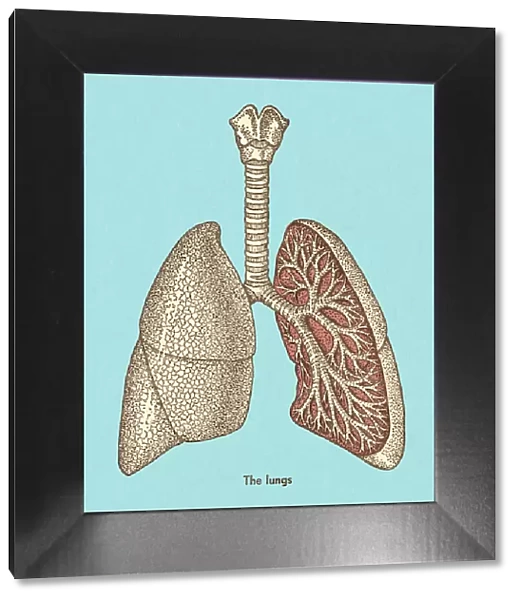 Lungs. http: /  / csaimages.com / images / istockprofile / csa_vector_dsp.jpg