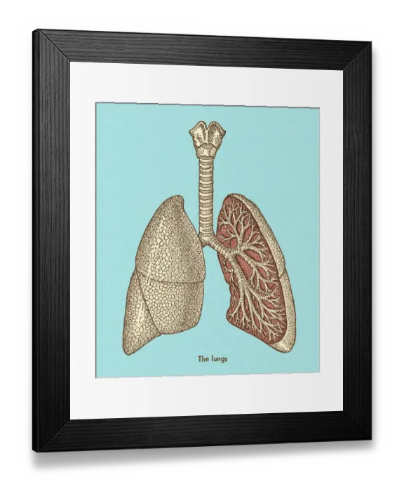 Framed Print : Lungs. http: / / csaimages.com / images / istockprofile / csa_vector_dsp.jpg Framed Print : Lungs. http: / / csaimages.com / images / istockprofile / csa_vector_dsp.jpg