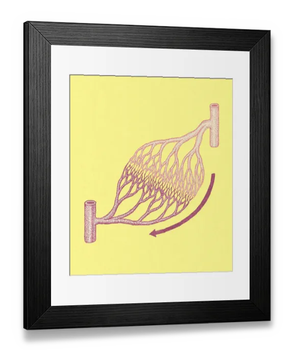 Framed Print : Veins and Arteries Framed Print : Veins and Arteries
