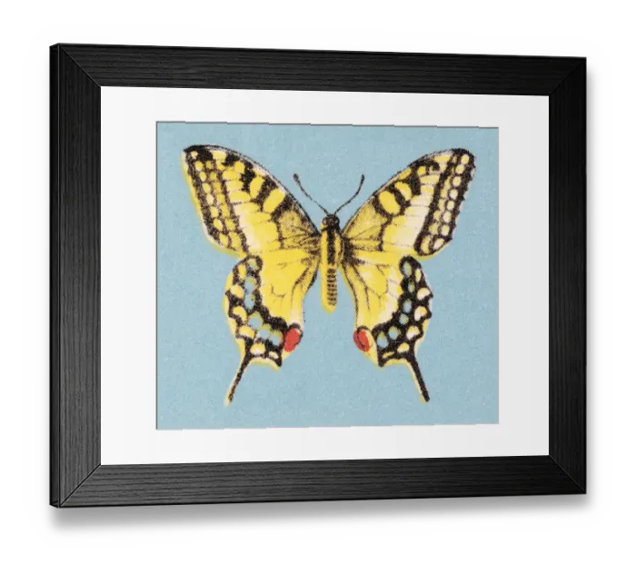 Framed Print : Butterfly. http: / / csaimages.com / images / istockprofile / csa_vector_dsp.jpg Framed Print : Butterfly. http: / / csaimages.com / images / istockprofile / csa_vector_dsp.jpg