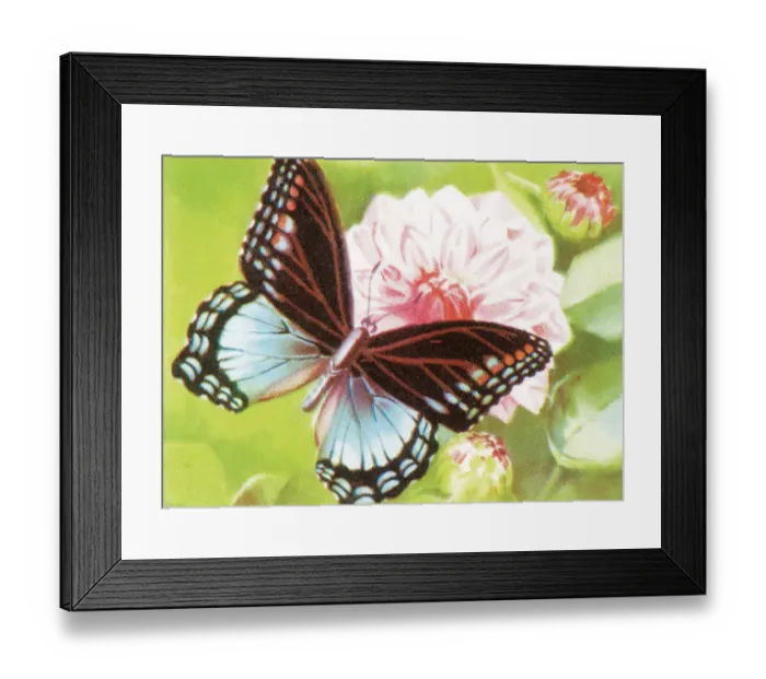 Framed Print : Butterfly. http: / / csaimages.com / images / istockprofile / csa_vector_dsp.jpg Framed Print : Butterfly. http: / / csaimages.com / images / istockprofile / csa_vector_dsp.jpg