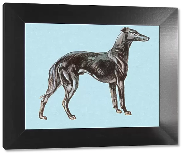 Greyhound. http: /  / csaimages.com / images / istockprofile / csa_vector_dsp.jpg