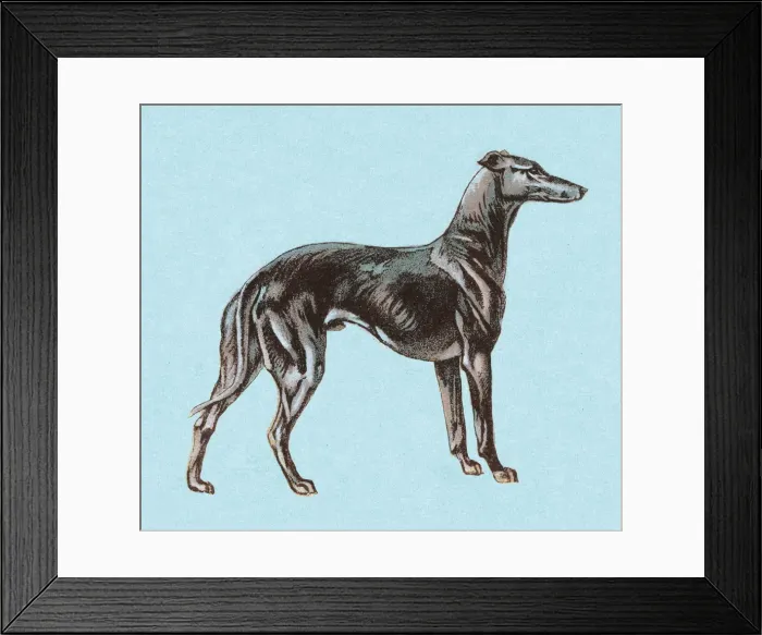 Framed Print : Greyhound. http: / / csaimages.com / images / istockprofile / csa_vector_dsp.jpg Framed Print : Greyhound. http: / / csaimages.com / images / istockprofile / csa_vector_dsp.jpg