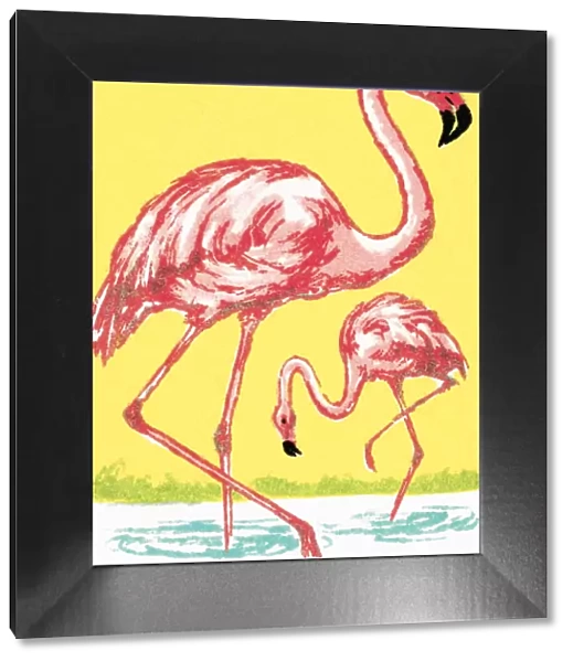 Flamingo. http: /  / csaimages.com / images / istockprofile / csa_vector_dsp.jpg