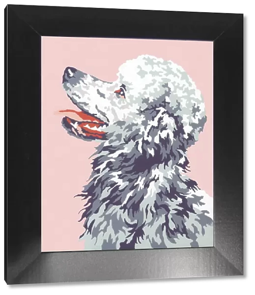 Poodle. http: /  / csaimages.com / images / istockprofile / csa_vector_dsp.jpg