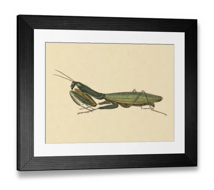 Framed Print : Praying Mantis