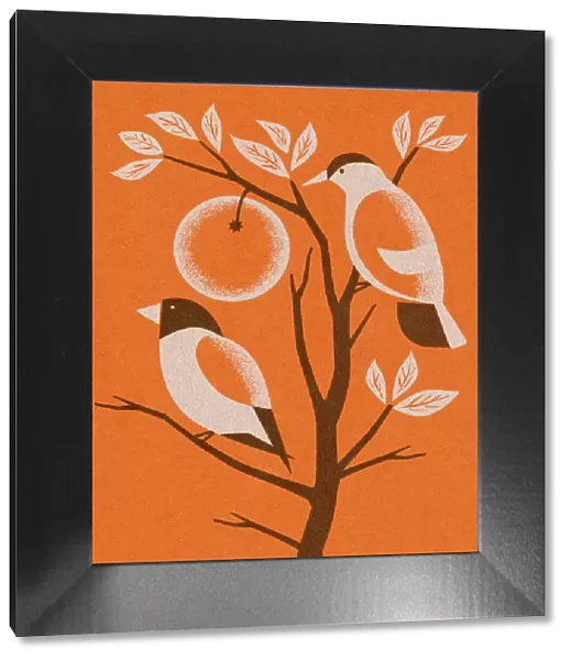 Orange Two Birds in Tree