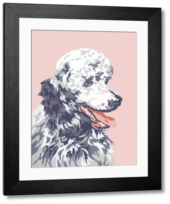 Framed Print : Poodle. http: / / csaimages.com / images / istockprofile / csa_vector_dsp.jpg Framed Print : Poodle. http: / / csaimages.com / images / istockprofile / csa_vector_dsp.jpg