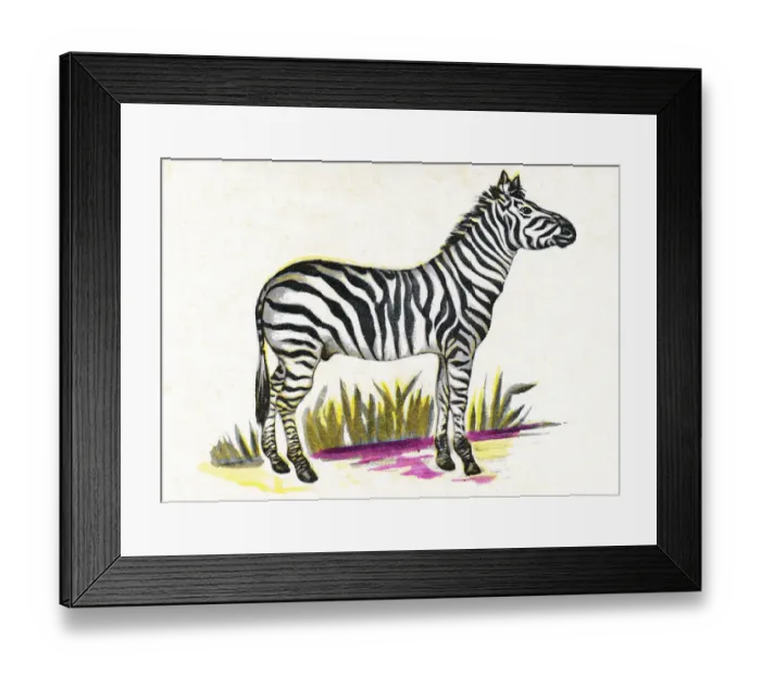 Framed Print : Zebra on White Background Framed Print : Zebra on White Background