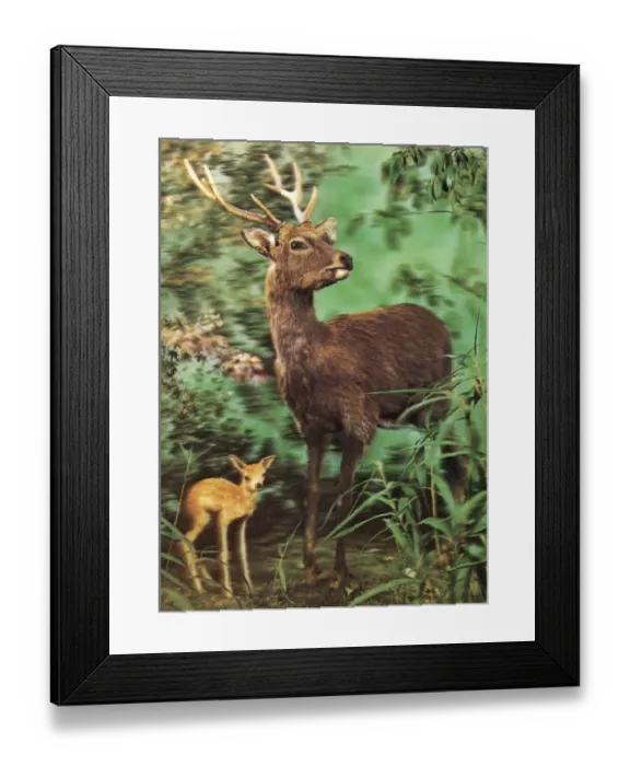 Framed Print : Deer and Fawn