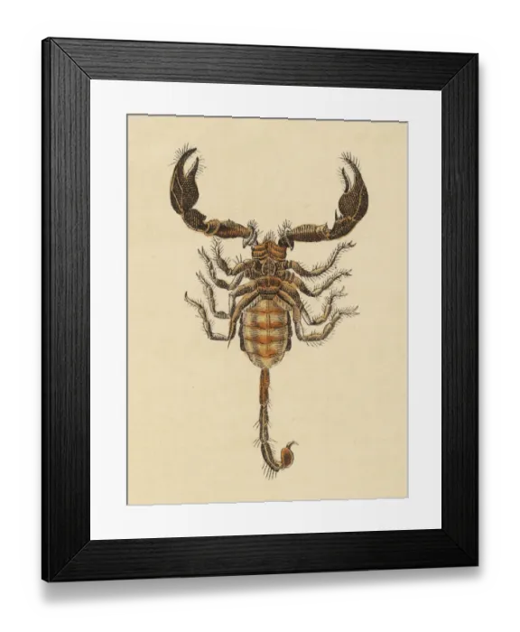 Framed Print : Scorpion. http: / / csaimages.com / images / istockprofile / csa_vector_dsp.jpg Framed Print : Scorpion. http: / / csaimages.com / images / istockprofile / csa_vector_dsp.jpg