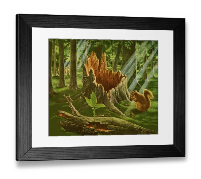 Framed Print : Large Tree Stump in a Forest Framed Print : Large Tree Stump in a Forest