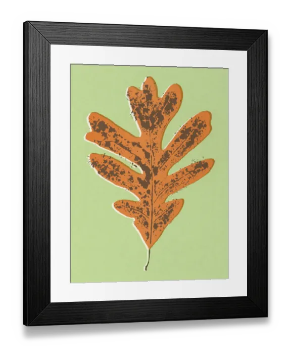 Framed Print : Oak Tree Leaf Framed Print : Oak Tree Leaf