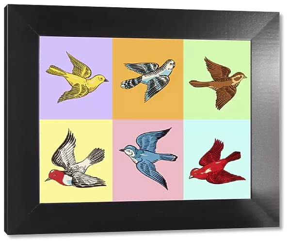 Various Birds in Squares