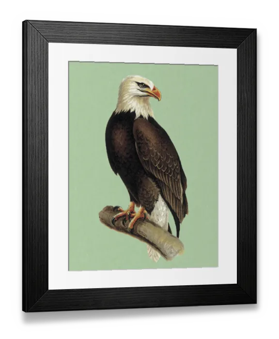 Framed Print : Bald Eagle Framed Print : Bald Eagle