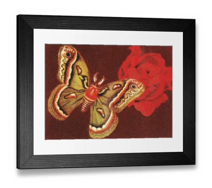 Framed Print : Butterfly. http: / / csaimages.com / images / istockprofile / csa_vector_dsp.jpg Framed Print : Butterfly. http: / / csaimages.com / images / istockprofile / csa_vector_dsp.jpg