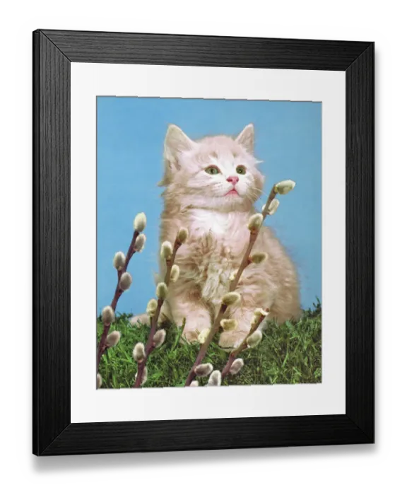 Framed Print : One Kitten
