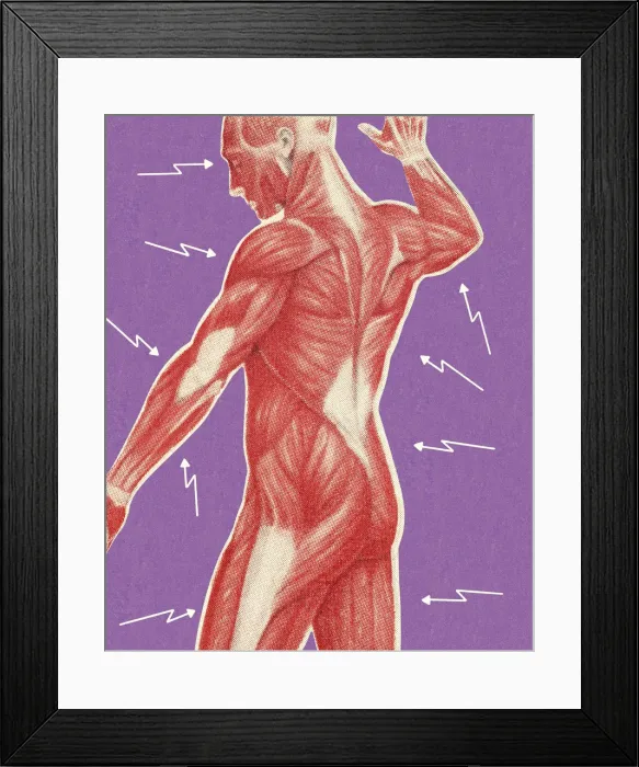 Framed Print : Human Muscular Anatomy Framed Print : Human Muscular Anatomy