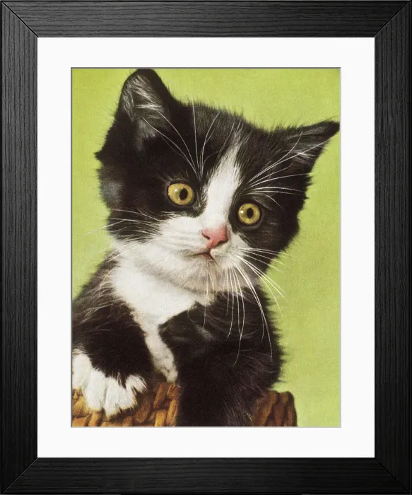 Framed Print : Black and White Kitten