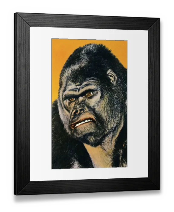 Framed Print : Close up of Gorilla Framed Print : Close up of Gorilla