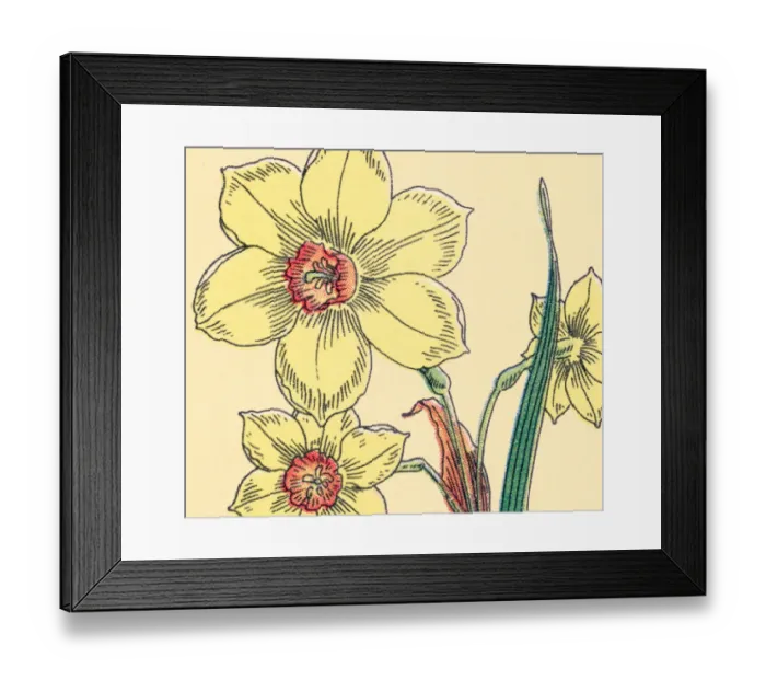 Framed Print : Daffodil Flowers Framed Print : Daffodil Flowers