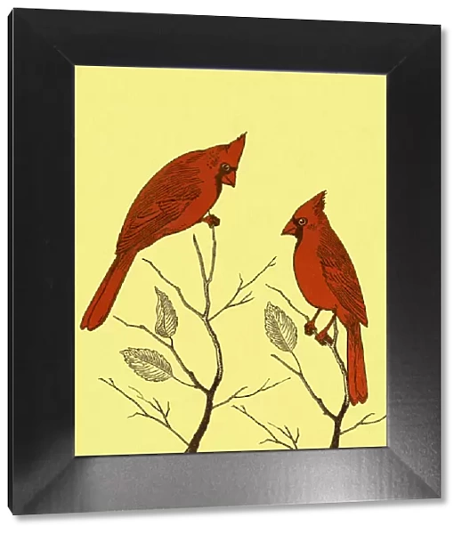 Two Cardinal Birds