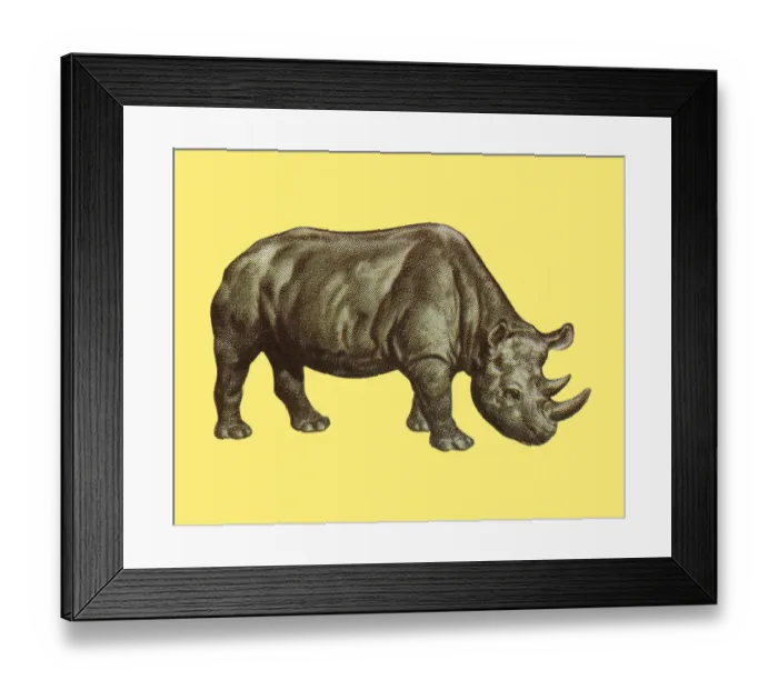 Framed Print : Rhinoceros Framed Print : Rhinoceros
