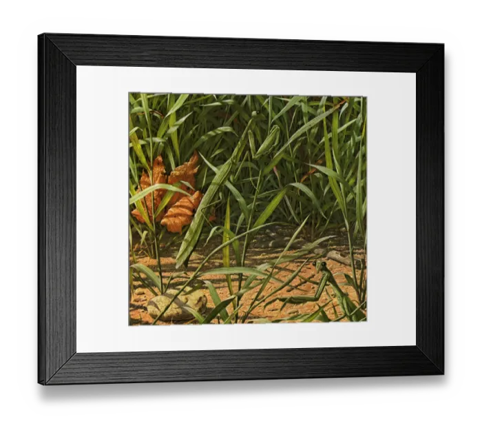 Framed Print : Praying Mantis in Grass Framed Print : Praying Mantis in Grass