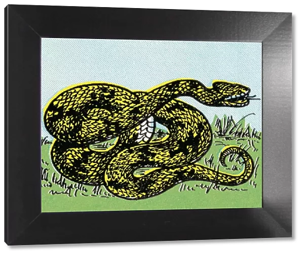 Snake. http: /  / csaimages.com / images / istockprofile / csa_vector_dsp.jpg