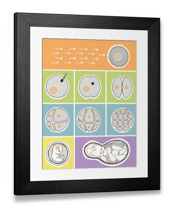 Framed Print : The Making of a Baby Framed Print : The Making of a Baby