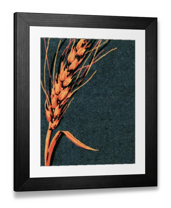 Framed Print : Wheat. http: /  / csaimages.com / images / istockprofile / csa_vector_dsp.jpg