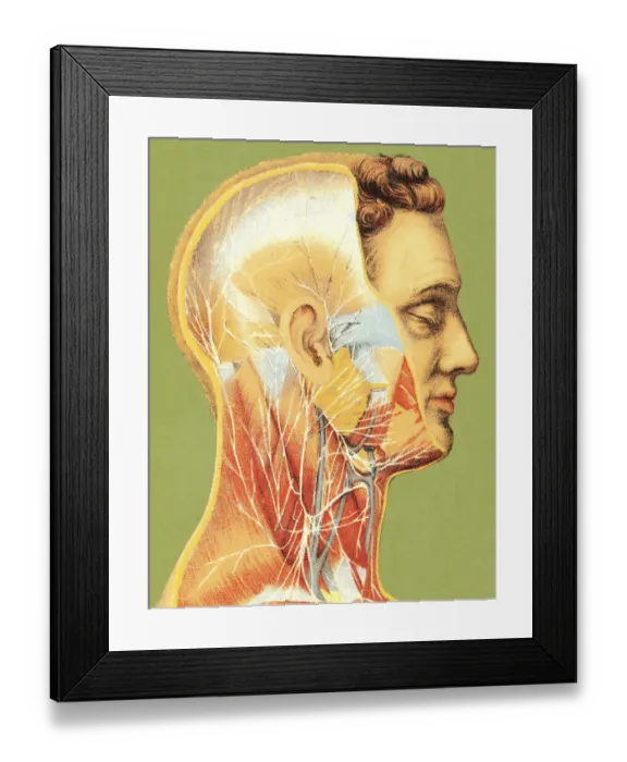 Framed Print : Vascular Illustation of Man