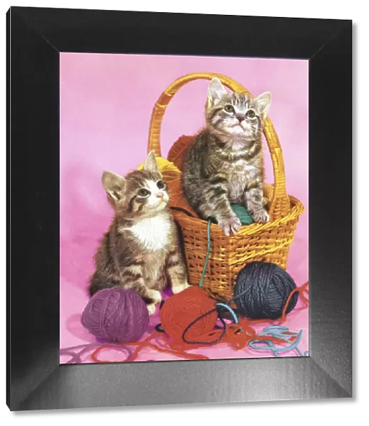 Two Kittens in a Basket of Yarn