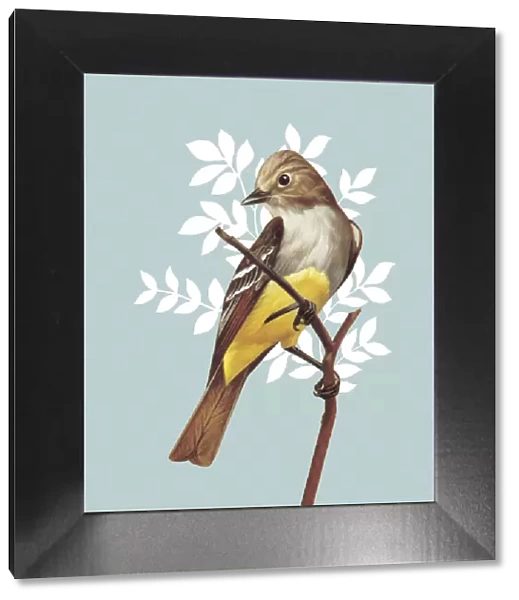 Brown and yellow bird on a light blue floral background