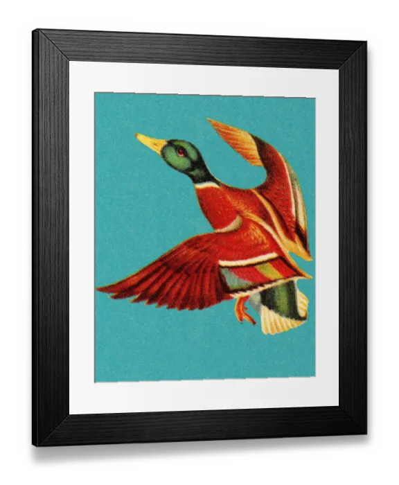 Framed Print : Mallard in Flight