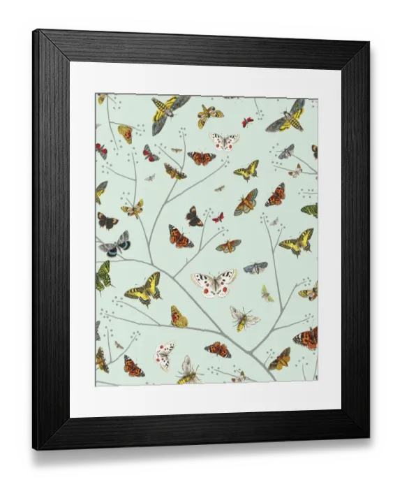 Framed Print : Butterflies Framed Print : Butterflies
