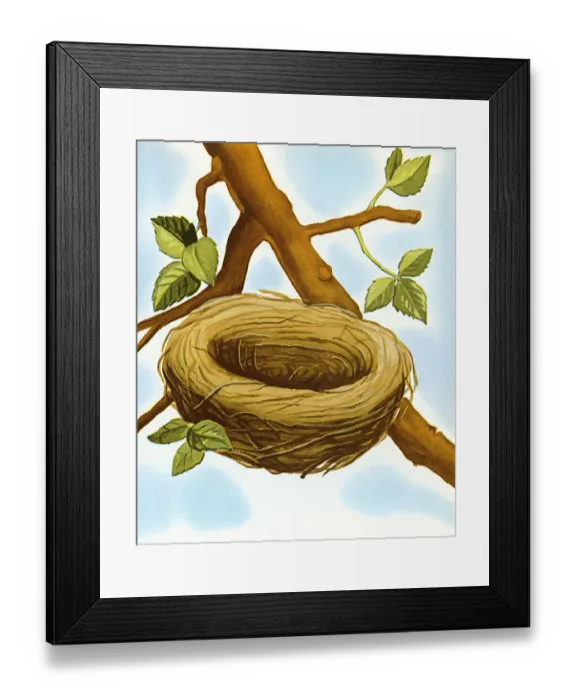 Framed Print : Empty Birds Nest Framed Print : Empty Birds Nest