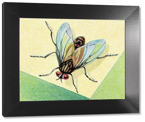 Insect. http: /  / csaimages.com / images / istockprofile / csa_vector_dsp.jpg